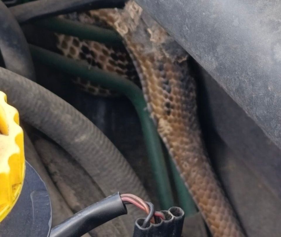 fidi snake