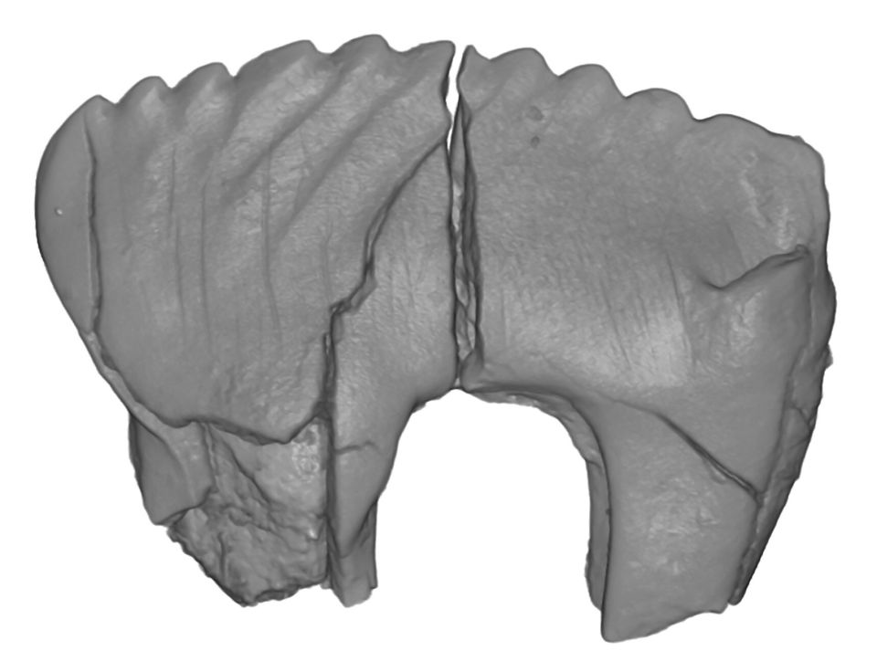 tooth-fossil.jpg