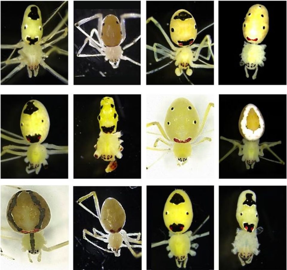 happy-face-spider-2.jpg