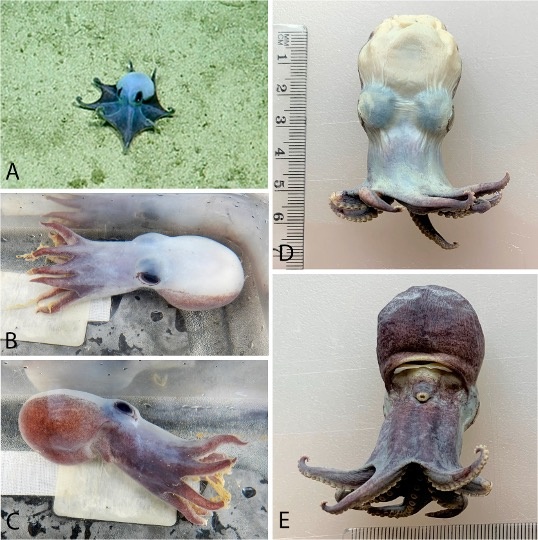 microeledone-galapagensis-specimen.jpg