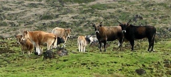 amsterdamislandcattle.jpg