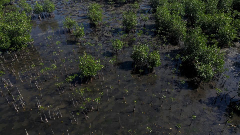 Mangrove Forests, MAGKROBIA DASI