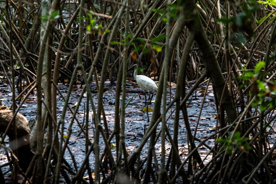 Mangrove Forests, MAGKROBIA DASI