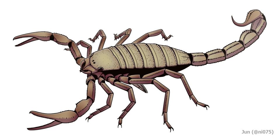 1280px-20210116pulmonoscorpiuskirktonensis.jpg