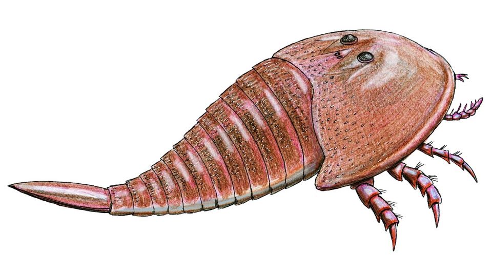 1280px-hibbertopterusscouleri.jpg