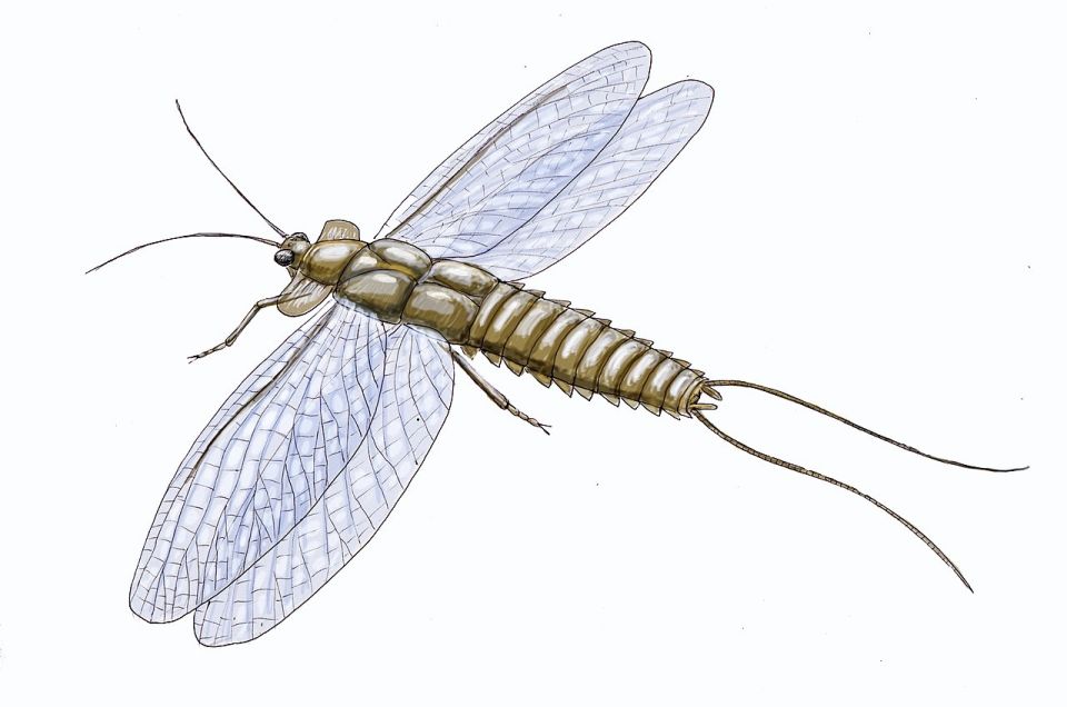 1280px-mazothairos1.jpg