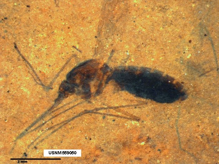 blood-engorged-mosquito.jpg
