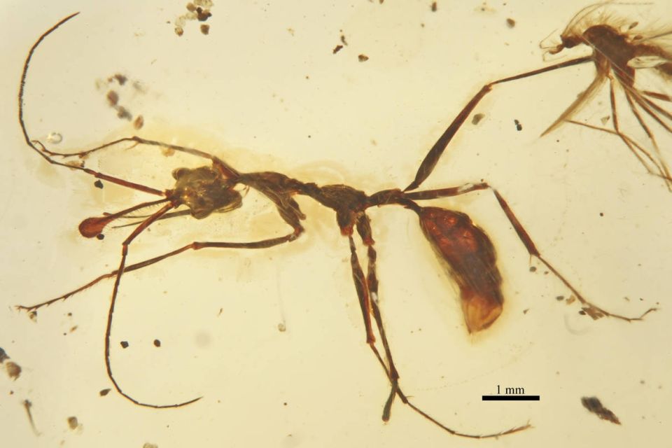 ceratomyrmexellenbergerinigp164022profile.jpg