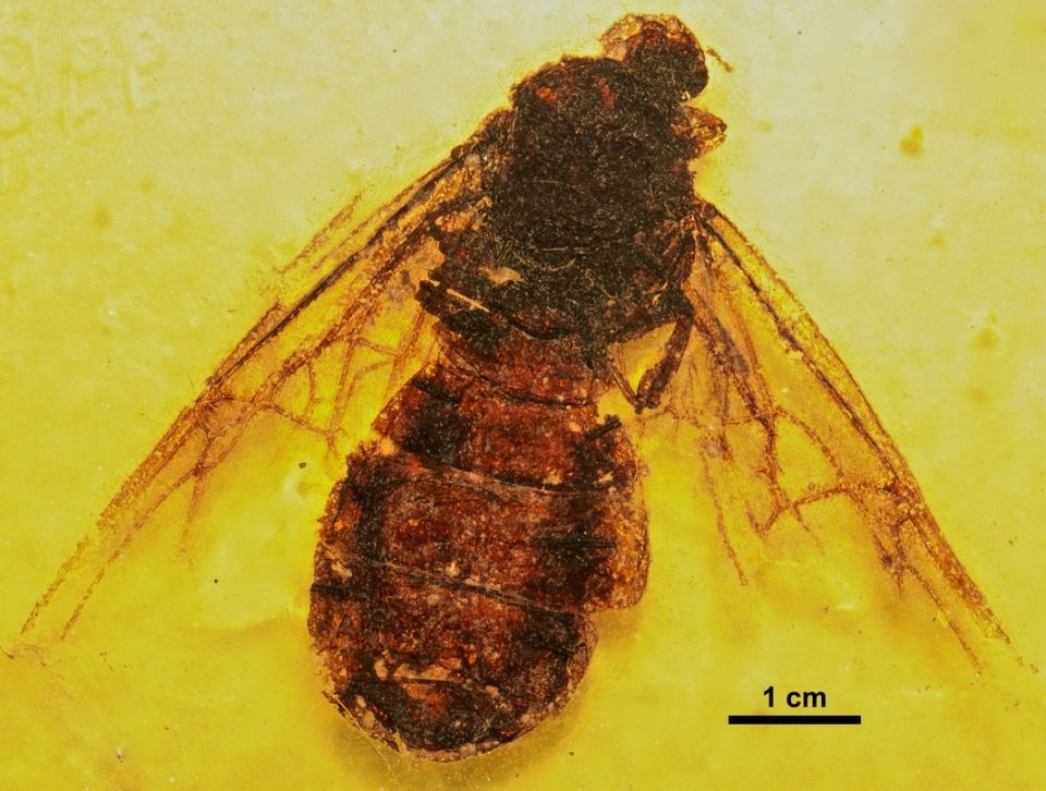 titanomyrmagiganteasmfmei00998.jpg