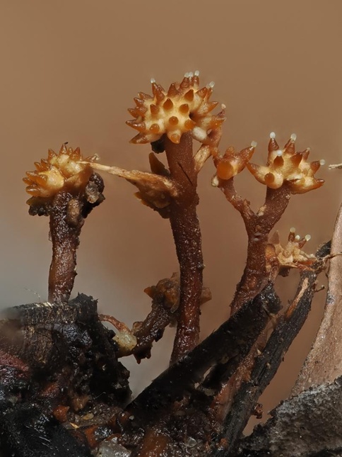 fungus2.jpg
