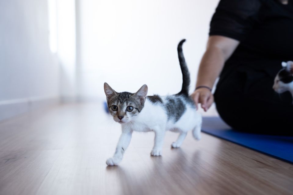 kitty