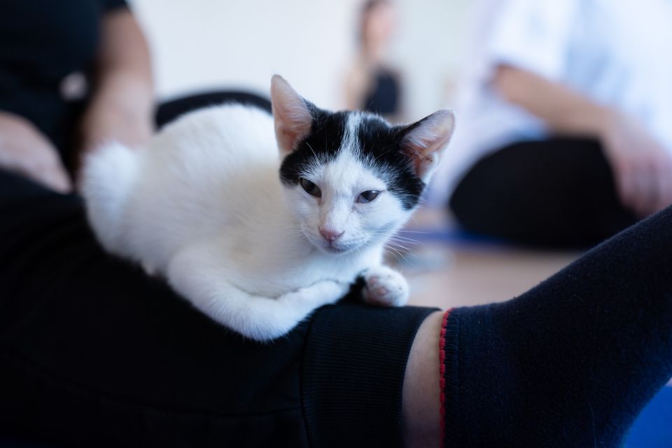 cat yoga