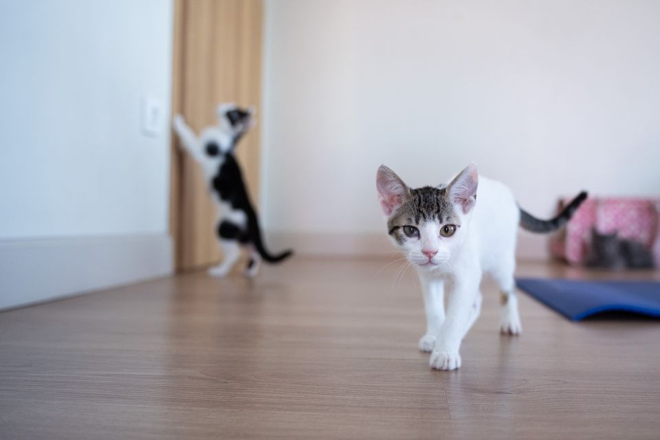 kitties yoga
