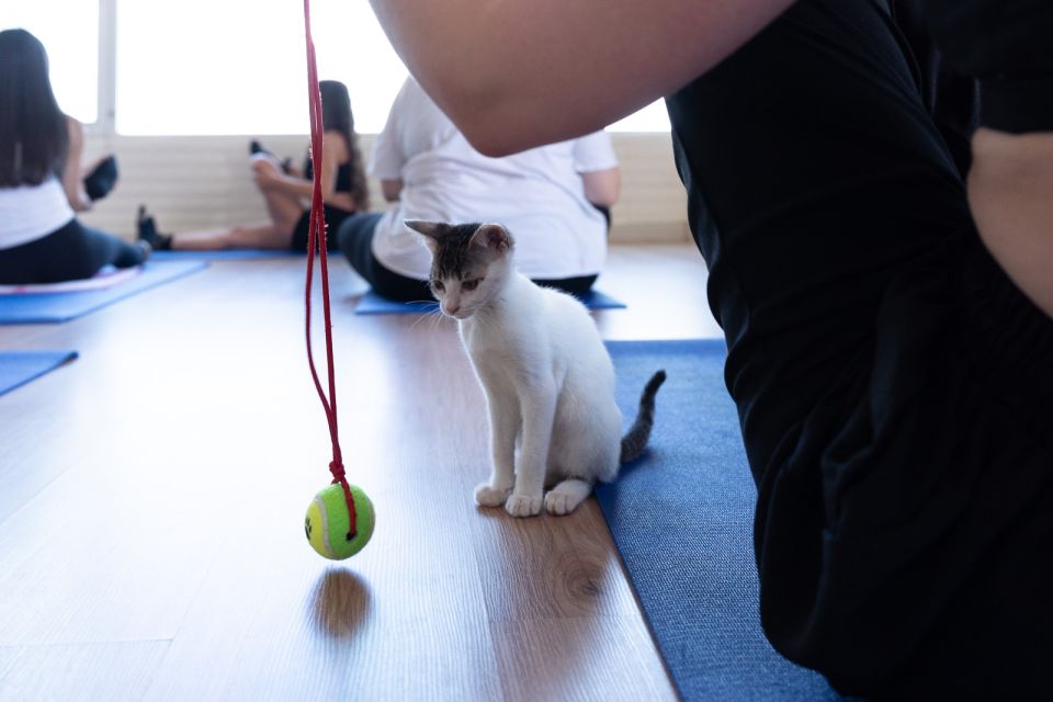 cat yoga