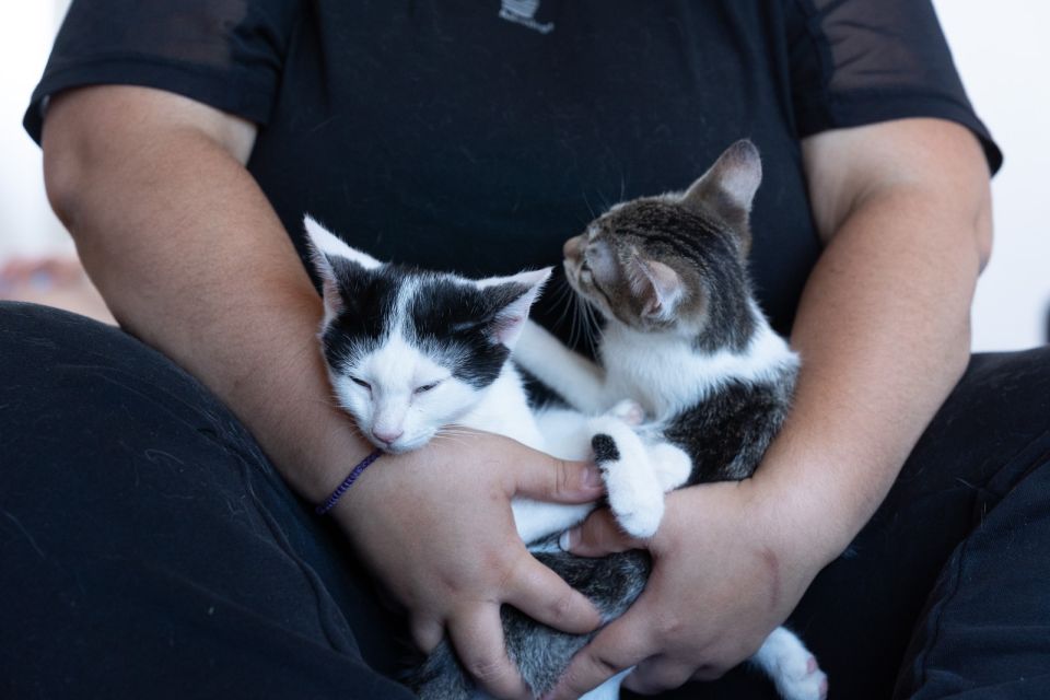 cats