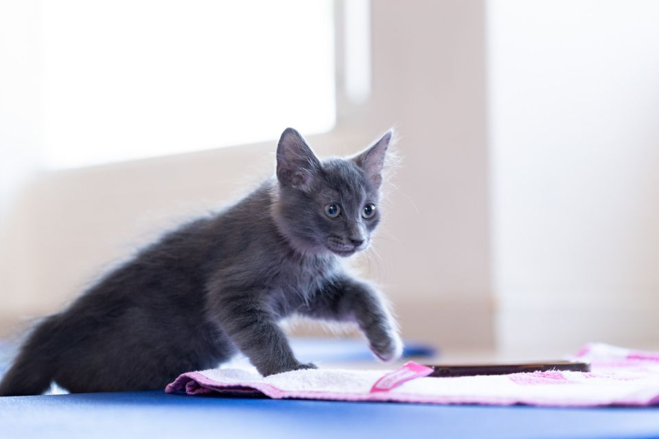 kitty yoga