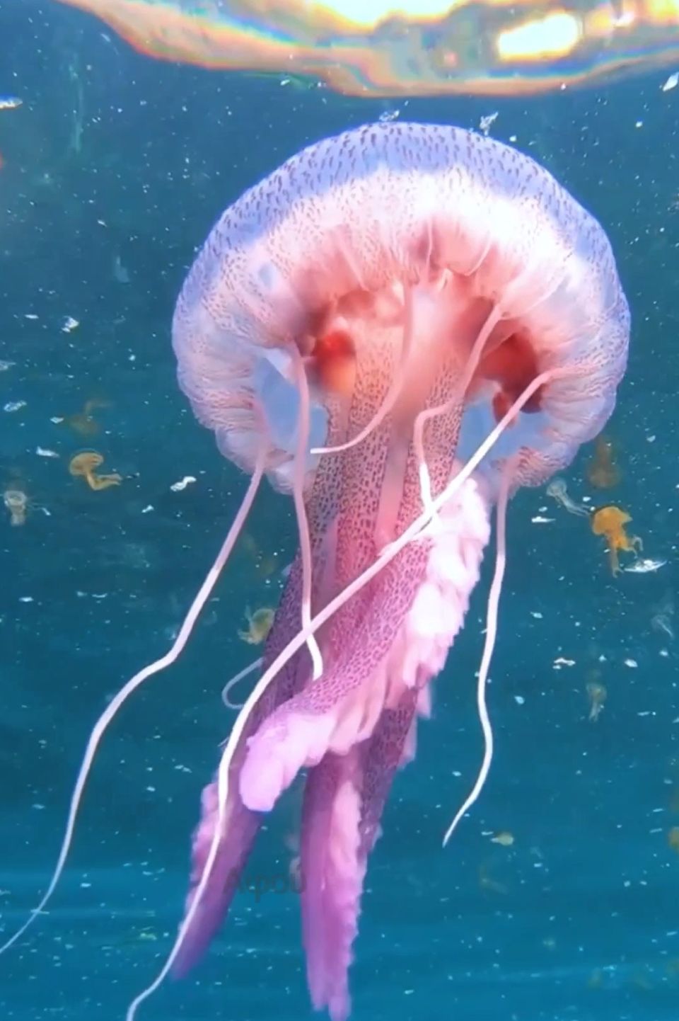 MEDOUSA