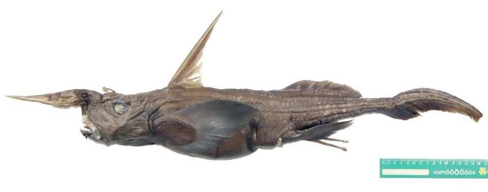 ghost-shark-costa-rica-2.jpg