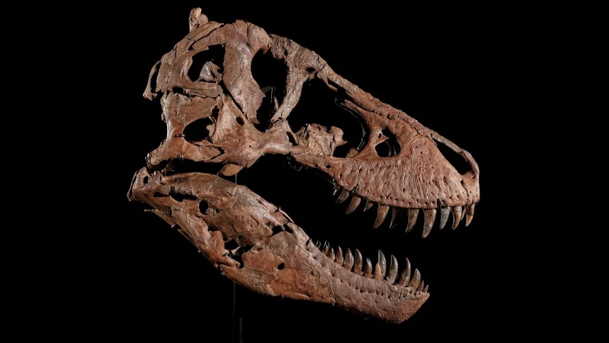 trex