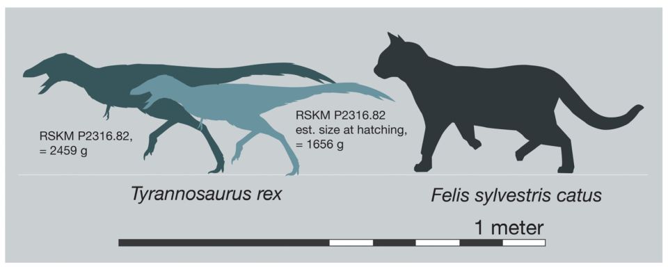 t-rex-babies-were-born.jpg