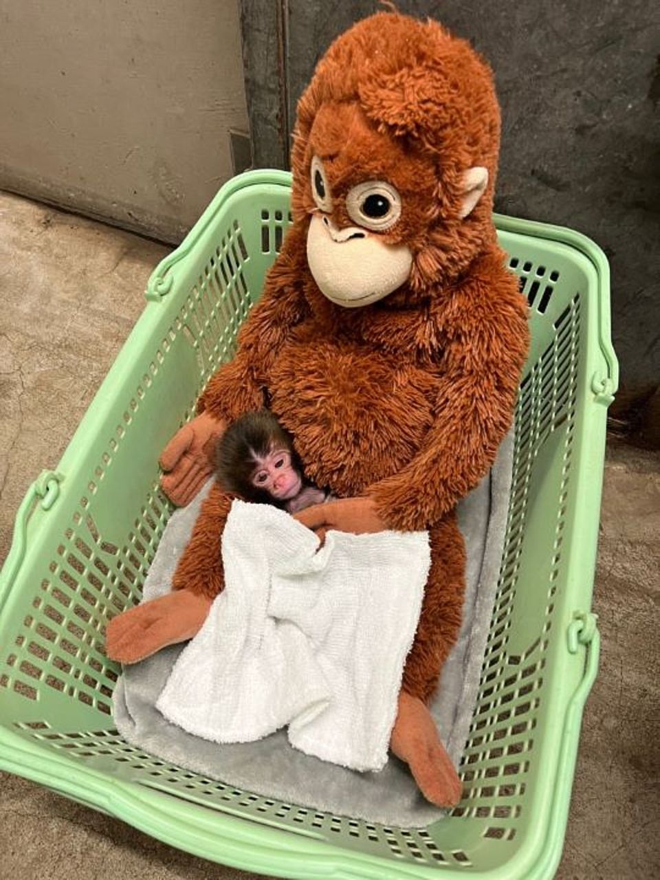 Japan Monkey Birthday