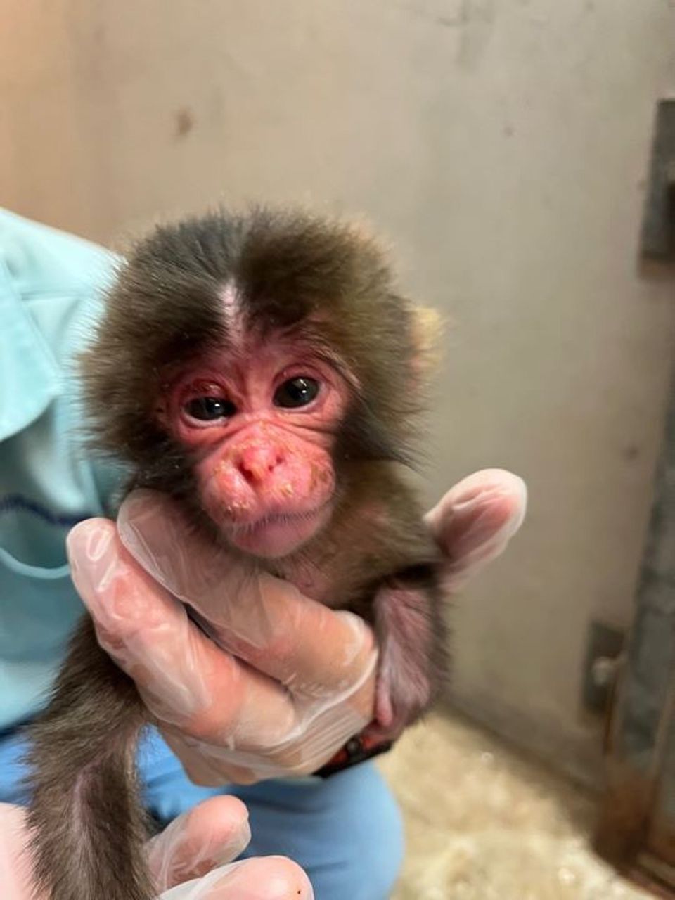 Japan Monkey Birthday