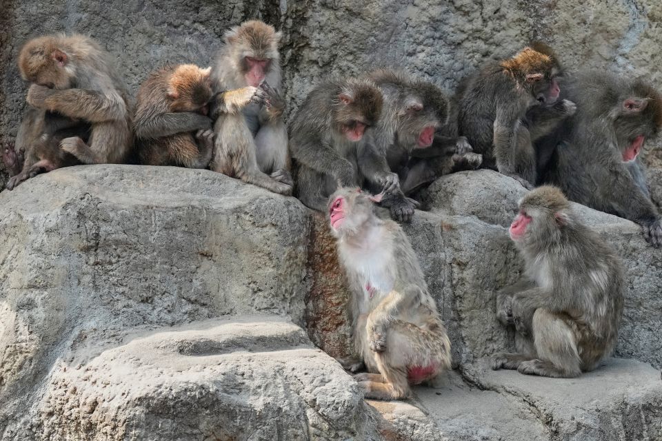Japan Monkey Birthday