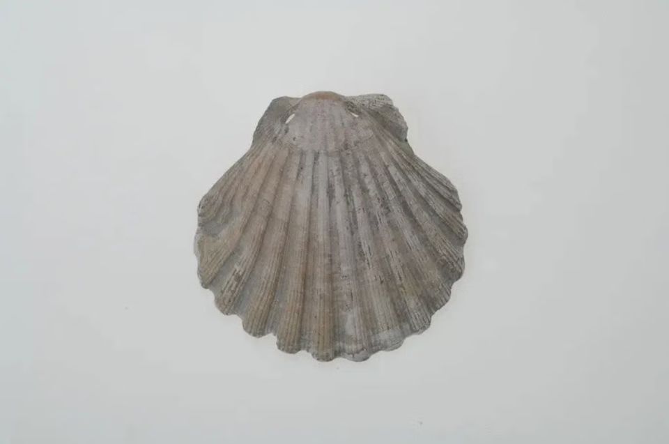 one-of-the-pilgrim-shells-found-at-the-vsterhus-cemetery.jpg