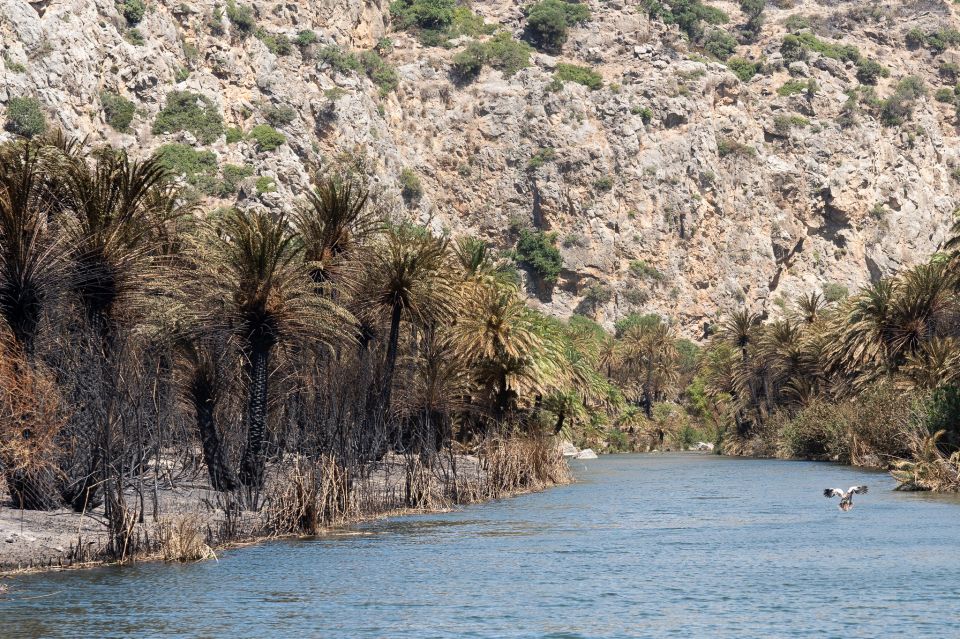foinikodasos, rethimno, rethymno, kriti, fotia