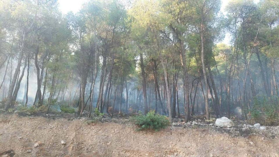 Πώς οι αντιπυρικές ζώνες στη Δυτική Αττική «φρέναραν» την επέκταση της φωτιάς και έσωσαν δάση