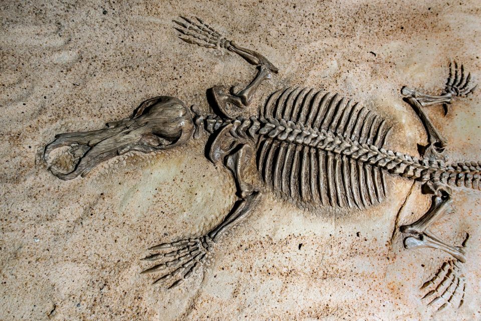 dinosaur