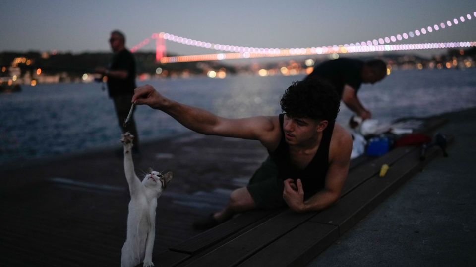Cats, gata, gates