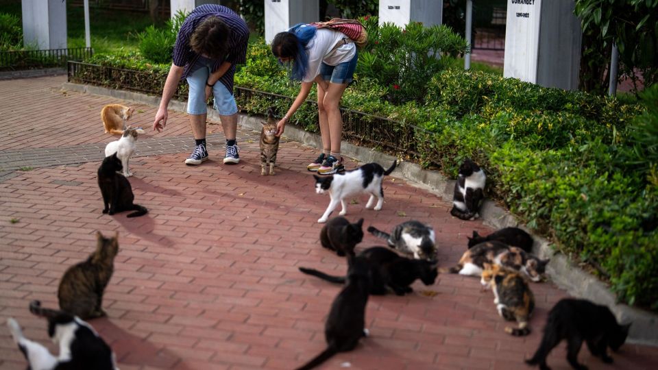 Cats, gates, gata