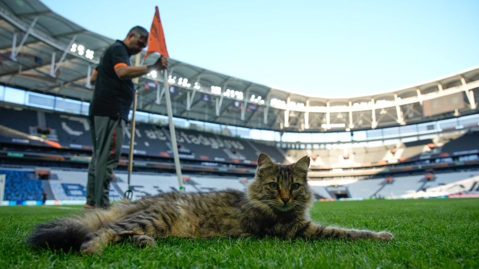 Cats, gates, gata