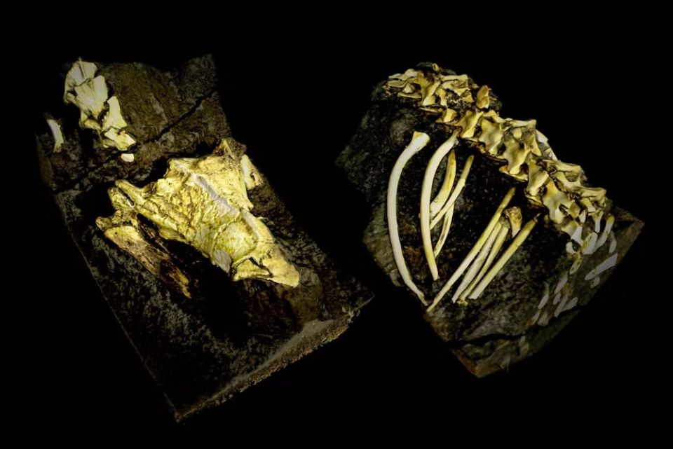 snake-fossil-2.jpg