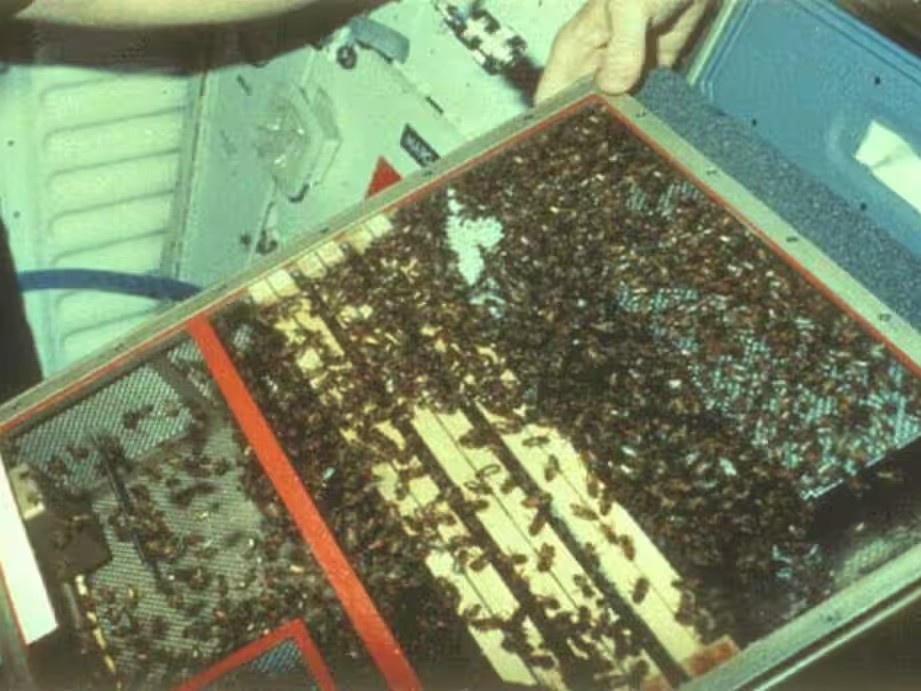 bees-space-2.jpg