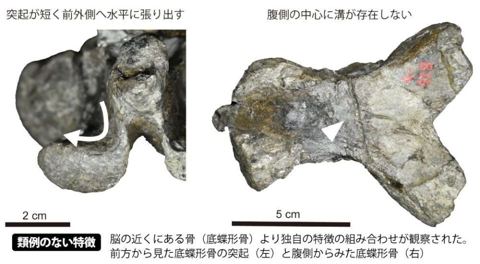 japan-fossil-2.jpg