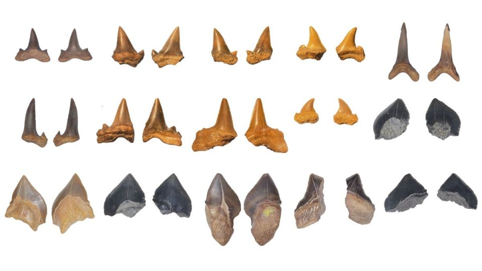 shark-graveyard-2.jpg