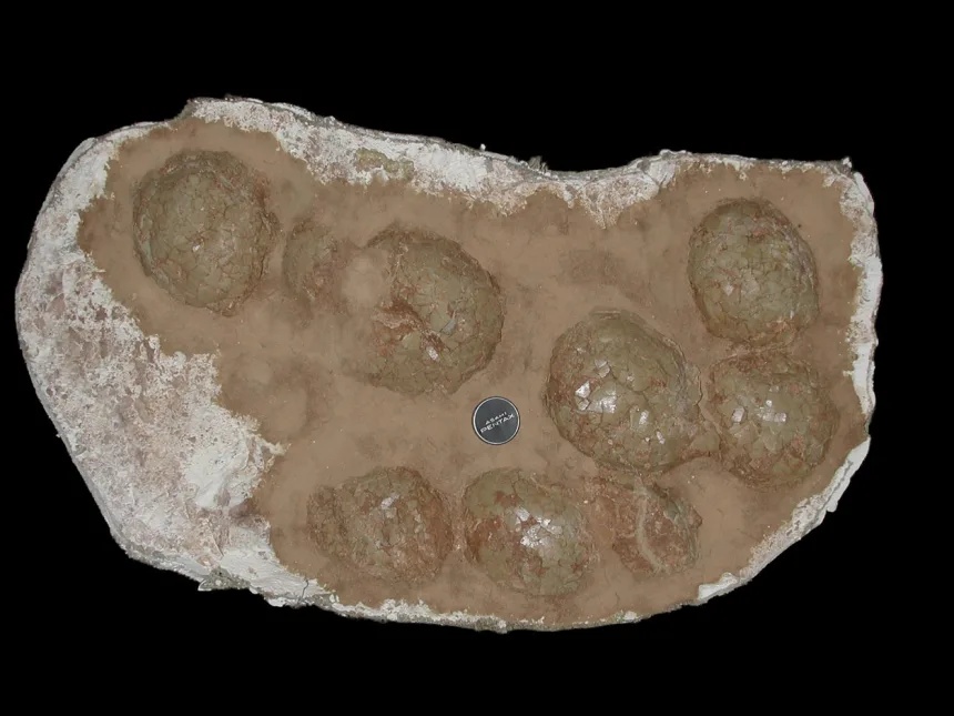 5-example-of-titanosaur-clutch2-photo-by-darla-zelenitsky.jpg