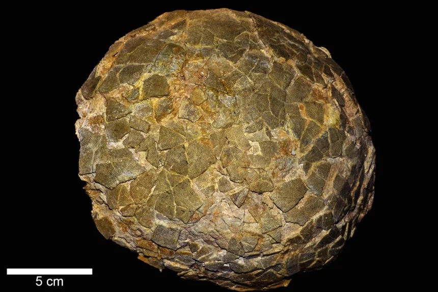 6-example-of-a-titanosaur-egg-photo-by-darla-zelenitsky.jpg