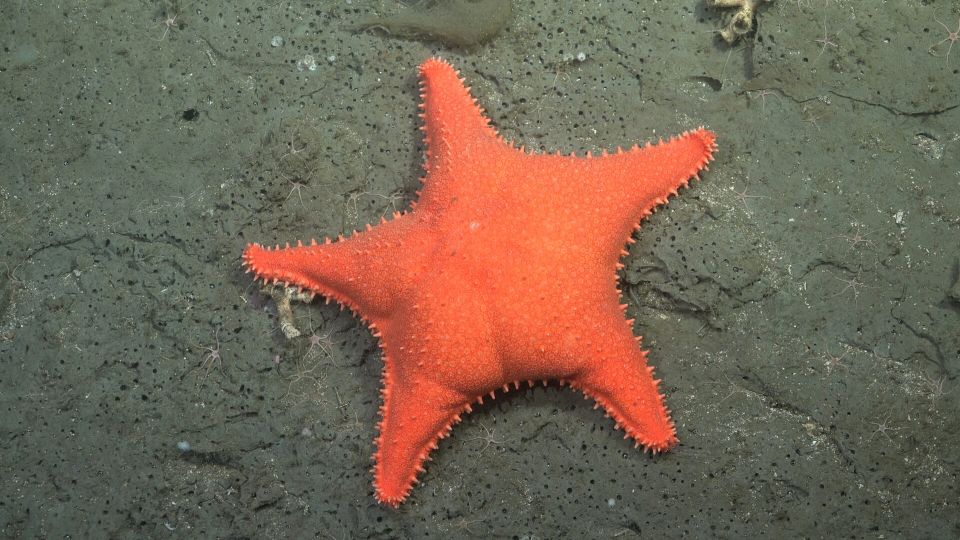 10-deep-sea-sea-star-patrick-star-1920x1080.jpg