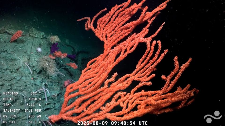 2-octocoral-orstomisis-sp-1920x1072.jpg