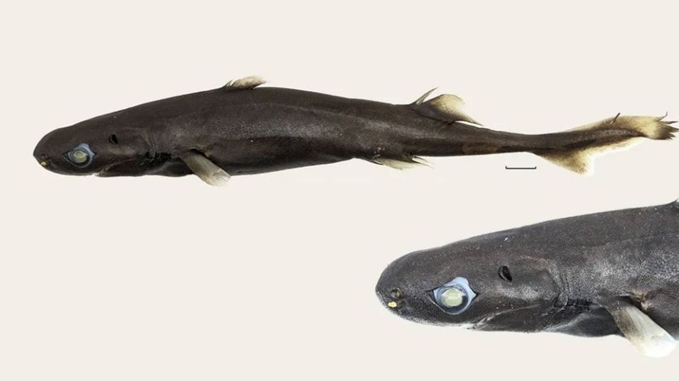 lantern-shark-2.jpg