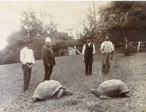 jonathan-oldest-tortoise-2.jpg