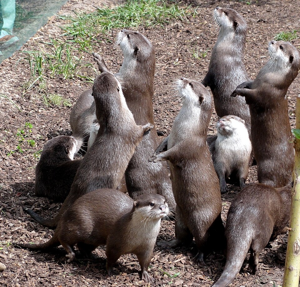 aonyxcinerea-zoofrankfurt1.jpg