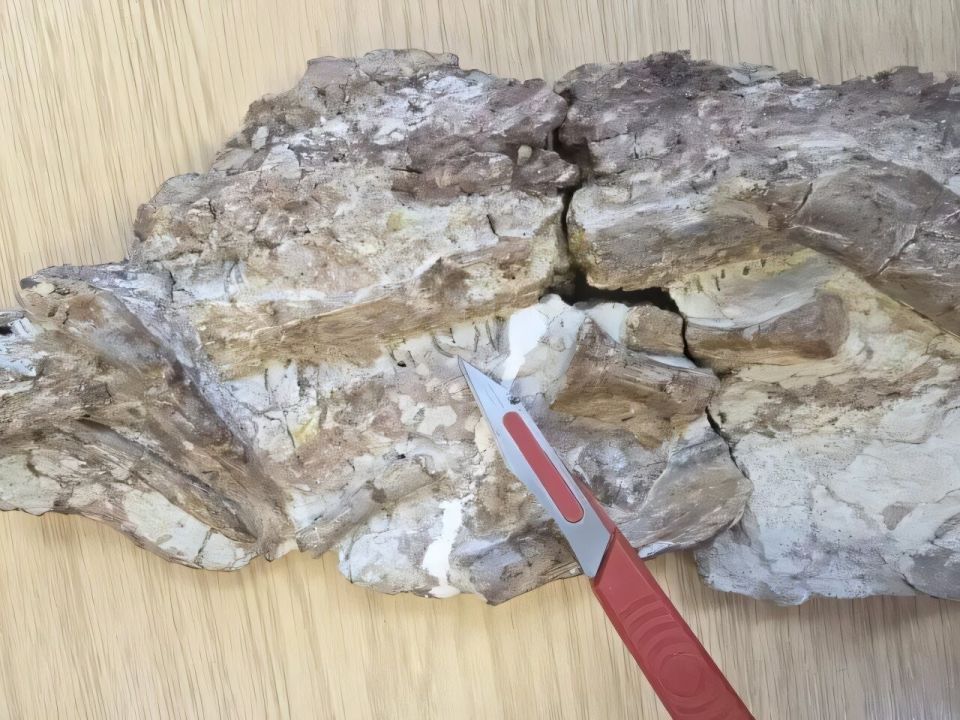 ctenosuchus-tenuidens-fossil-slab.jpg