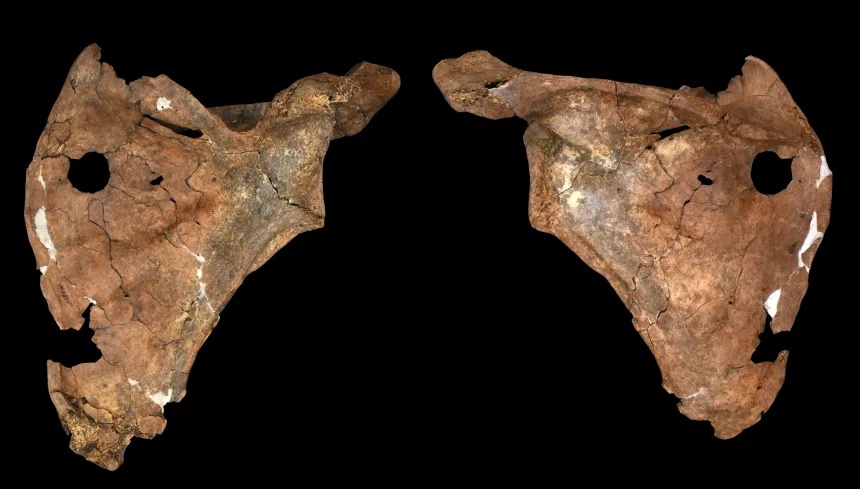 02-scapula-1.jpg