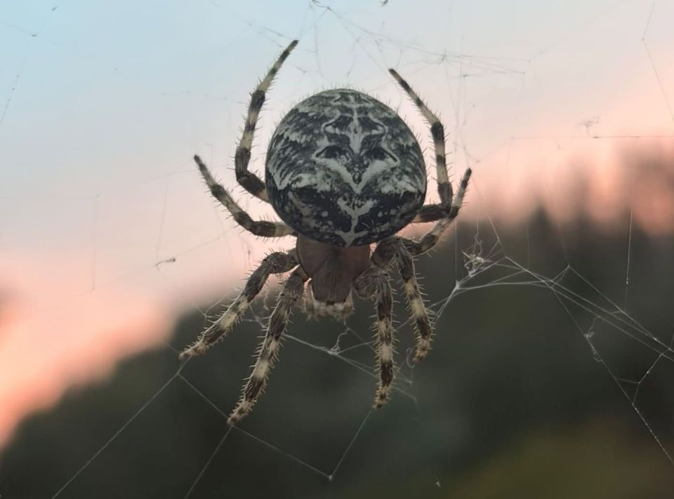 cat-spider.jpg
