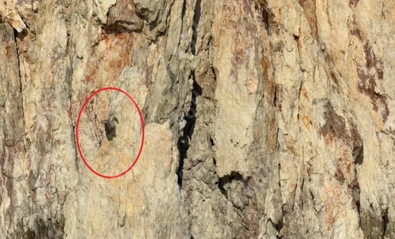 poliaigos helona