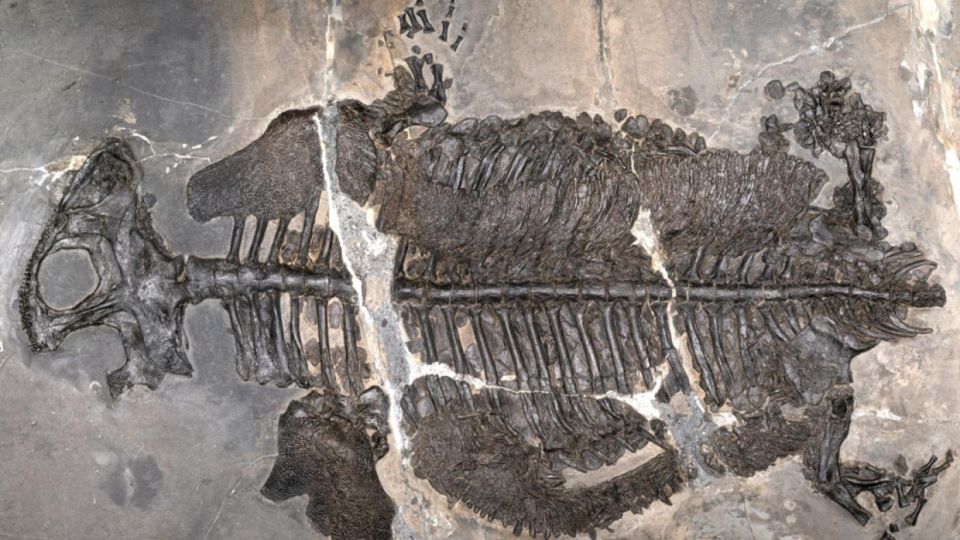 image151542e-gerrothorax-maritimus.jpg